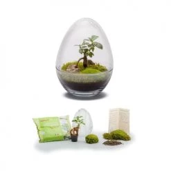 Naturalys Plantes D'intérieur Et Fleurs D'intérieur Terrarium Kit Diplo S -Plantes vertes Soldes terrarium kit diplo s 2
