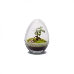 Naturalys Plantes D'intérieur Et Fleurs D'intérieur Terrarium Kit Diplo S