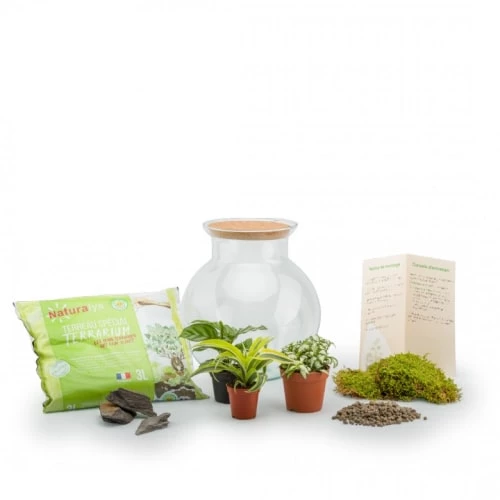 Naturalys Plantes D'intérieur Et Fleurs D'intérieur Terrarium Kit Havana L Mix 2 Naturalys Plantes D'intérieur Et Fleurs D'intérieur Terrarium Kit Havana L Mix – Image 2