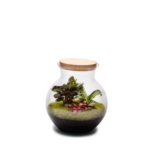 Naturalys Plantes D'intérieur Et Fleurs D'intérieur Terrarium Kit Havana L Mix 1 Naturalys Plantes D'intérieur Et Fleurs D'intérieur Terrarium Kit Havana L Mix