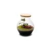 Naturalys Plantes D'intérieur Et Fleurs D'intérieur Terrarium Kit Havana S Mix