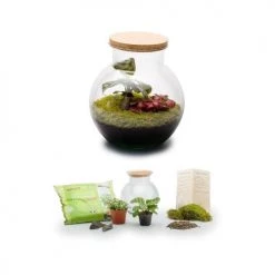 Naturalys Plantes D'intérieur Et Fleurs D'intérieur Terrarium Kit Havana S Mix -Plantes vertes Soldes terrarium kit havana s mix 2