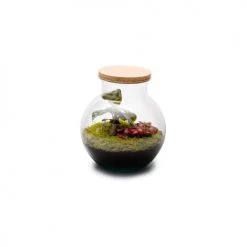Naturalys Plantes D'intérieur Et Fleurs D'intérieur Terrarium Kit Havana S Mix