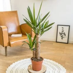 Réconciliation Végétale Plantes D'intérieur Et Fleurs D'intérieur Yucca Avec Cache-pot -Plantes vertes Soldes yucca avec cache pot 2