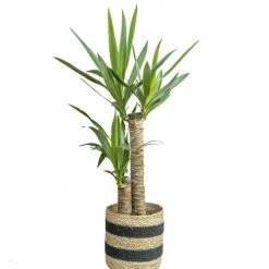 Réconciliation Végétale Plantes D'intérieur Et Fleurs D'intérieur Yucca Avec Cache-pot -Plantes vertes Soldes yucca avec cache pot 3