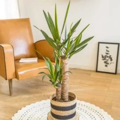 Réconciliation Végétale Plantes D'intérieur Et Fleurs D'intérieur Yucca Sans Cache-pot -Plantes vertes Soldes yucca avec cache pot 5