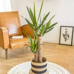 Réconciliation Végétale Plantes D'intérieur Et Fleurs D'intérieur Yucca Sans Cache-pot -Plantes vertes Soldes yucca sans cache pot 3