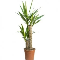 Réconciliation Végétale Plantes D'intérieur Et Fleurs D'intérieur Yucca Sans Cache-pot -Plantes vertes Soldes yucca sans cache pot 4