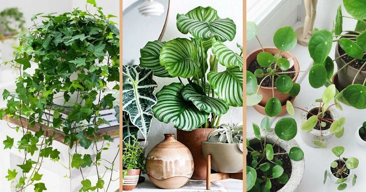 Plantes vertes Soldes 1 Plantes vertes Soldes -Plantes vertes Soldes 106 1